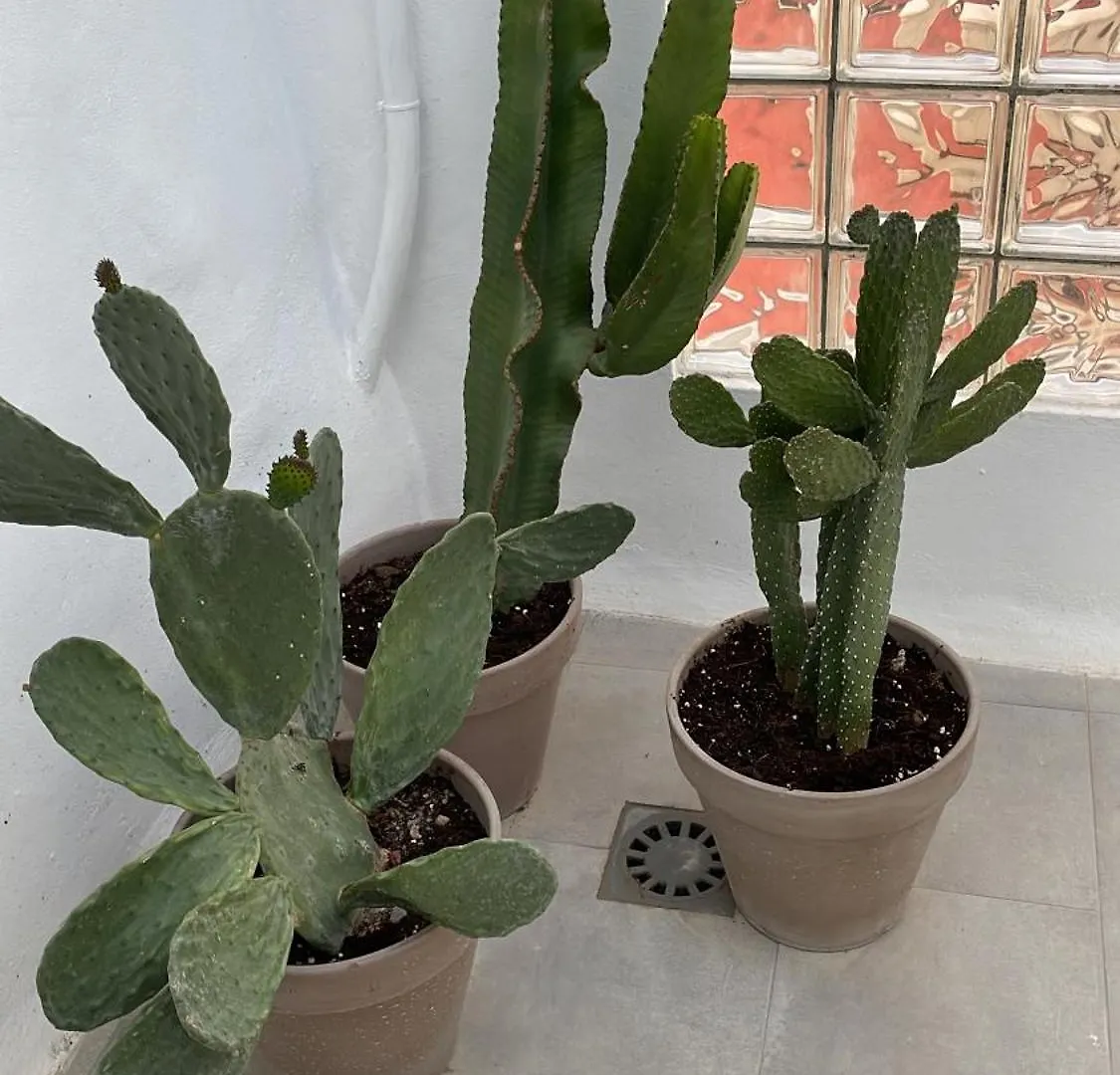 Apartamento Casa Florinda Tarifa España